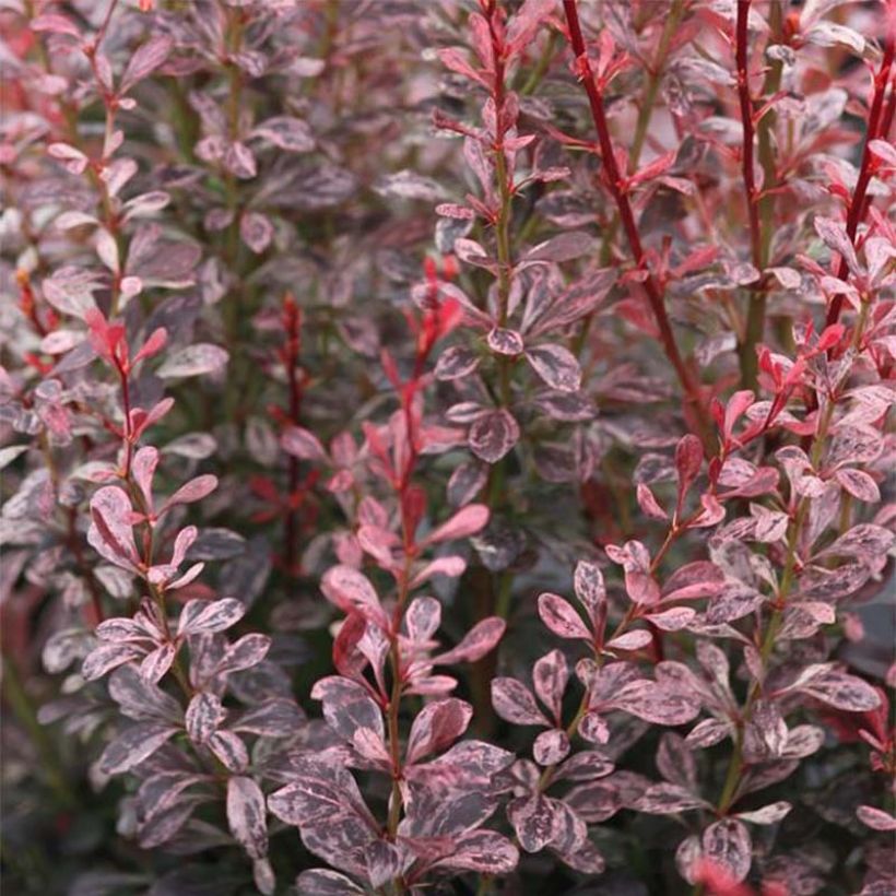 Japaninhappomarja Rosy Rocket (Lehvistö)