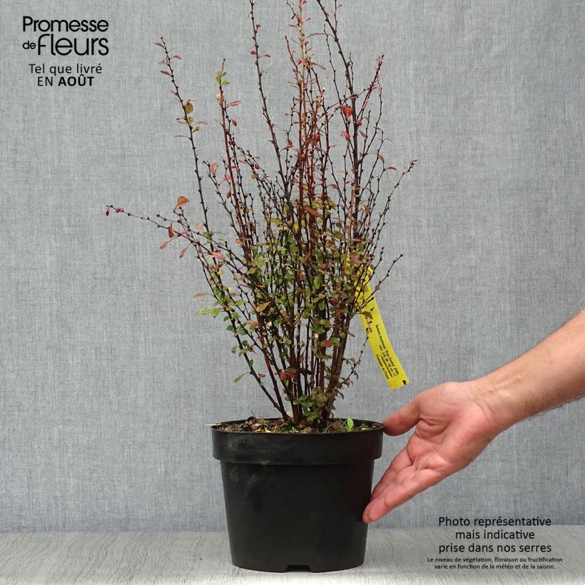 Esimerkki kesällä toimitetusta Japaninhappomarja Rosy Rocket Pot de 2L/3L-taimesta