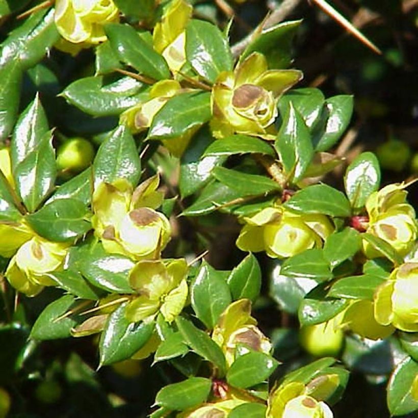 Välkehappomarja - Berberis verrucosa (Lehvistö)