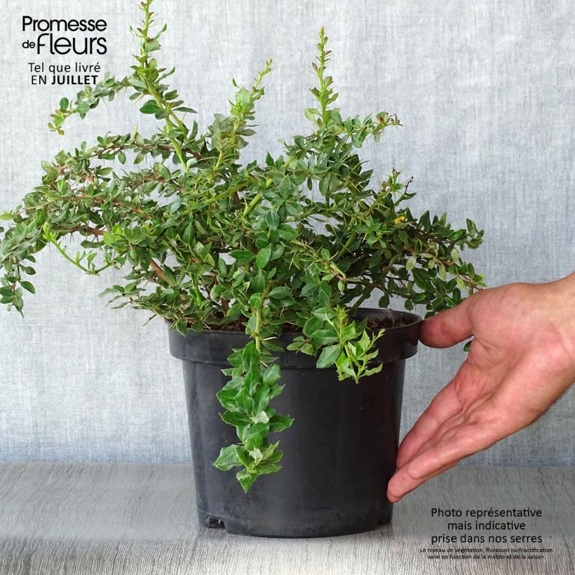 Esimerkki kesällä toimitetusta Välkehappomarja - Berberis verrucosa Pot de 2L/3L-taimesta