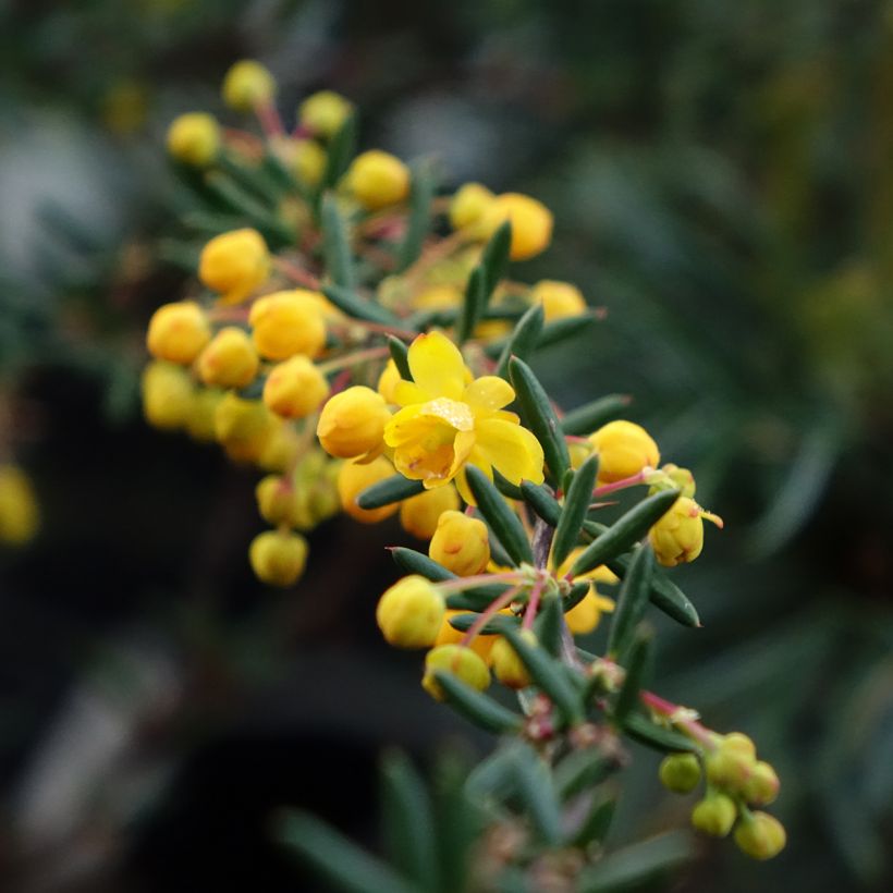 Happomarja - Berberis x stenophylla (Kukinta)