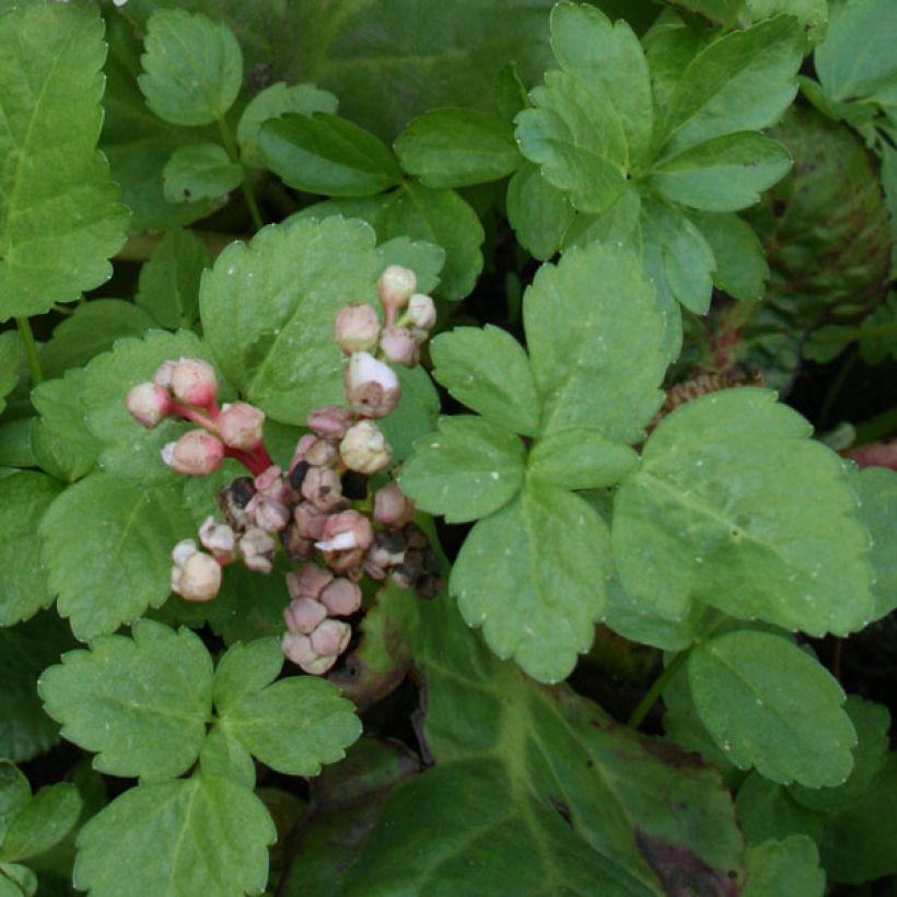 Vuorenkilpi Baby Doll (Lehvistö)