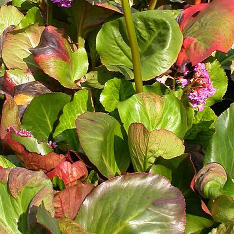 Vuorenkilpi Bartok (Lehvistö)