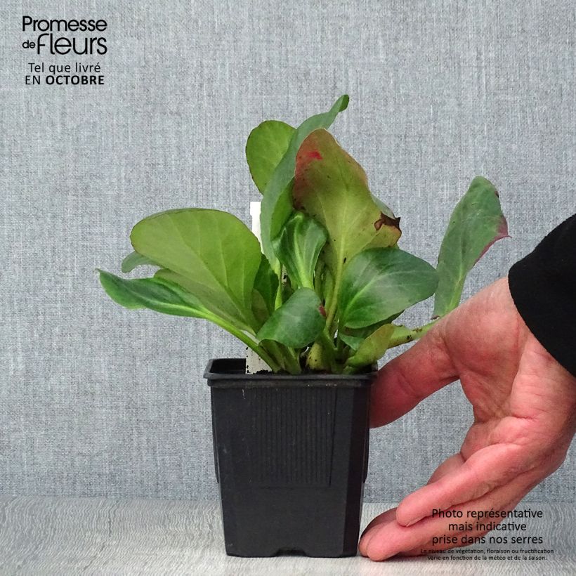 Esimerkki syksyllä toimitetusta Vuorenkilpi Bartok 8/9 cm taimiruukku-taimesta