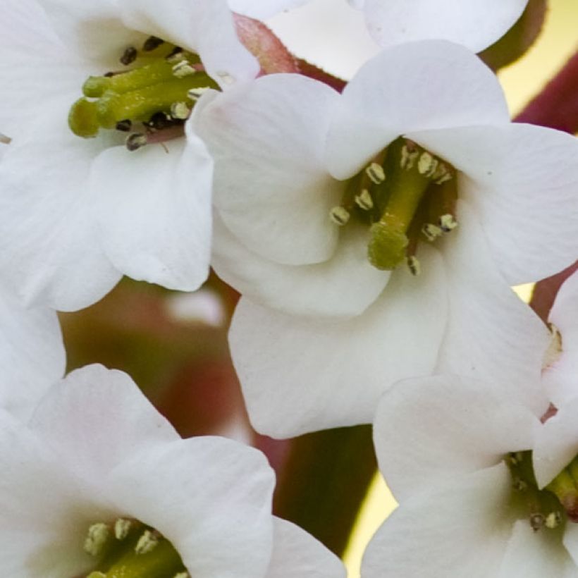 Vuorenkilpi Bressingham White (Kukinta)