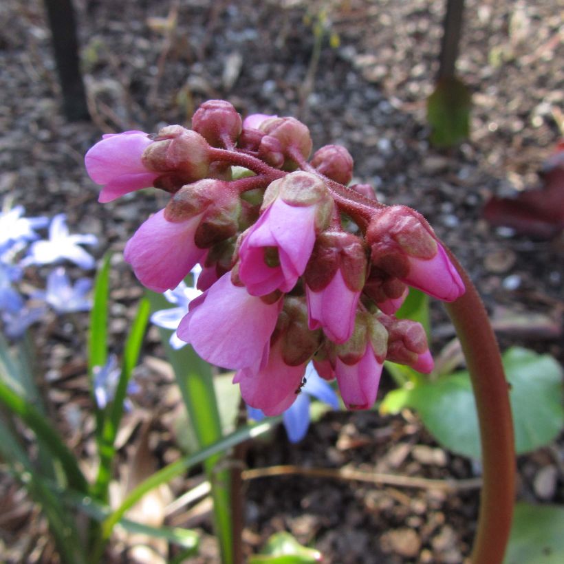 Vuorenkilpi Eden's Magic Giant (Kukinta)