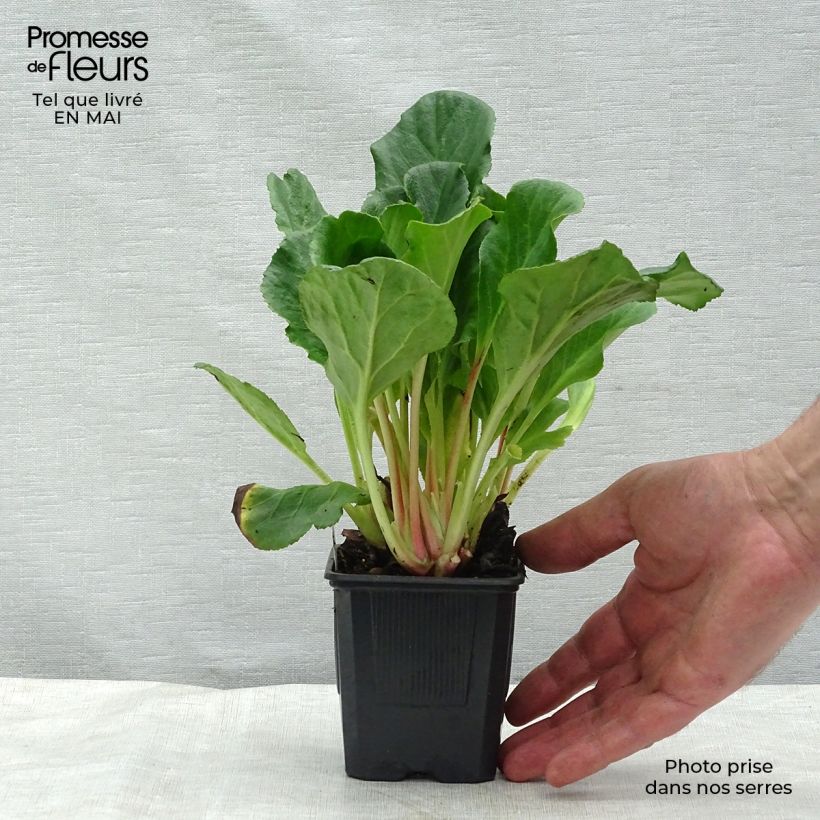 Example of Vuorenkilpi Abendglut Godet de 8/9 cm as you get in printemps