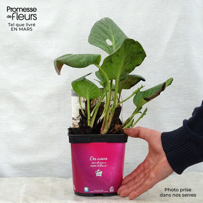Example of Vuorenkilpi Abendglut Pot de 2L/3L as you get in printemps