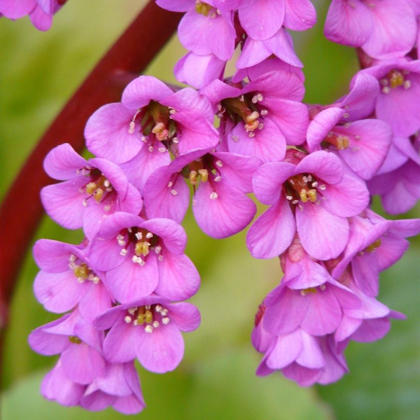 Vuorenkilpi Winterglut (Kukinta)