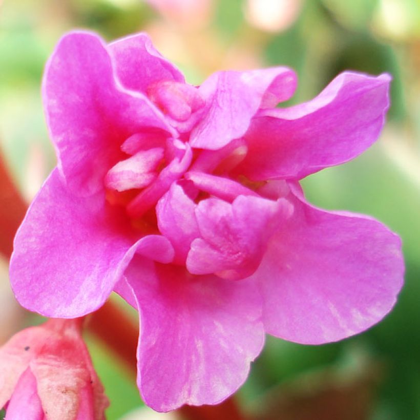 Herttavuorenkilpi - Bergenia cordifolia (Kukinta)