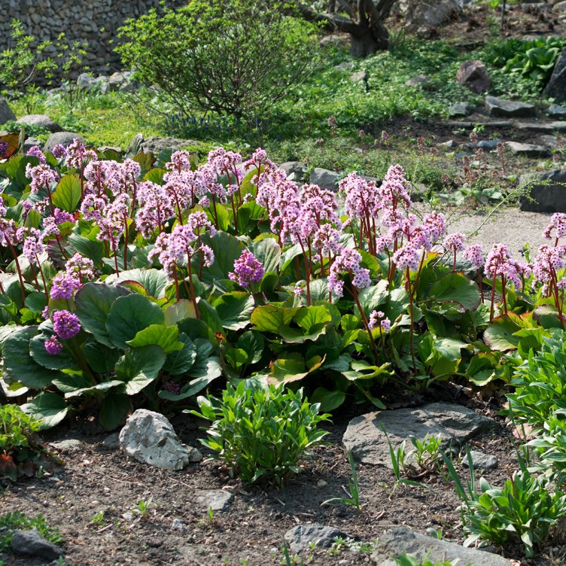 Herttavuorenkilpi - Bergenia cordifolia (Kasvutapa)