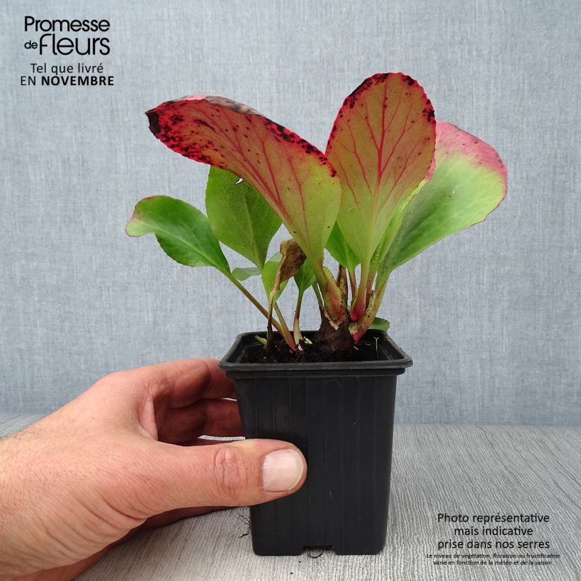 Esimerkki syksyllä toimitetusta Herttavuorenkilpi - Bergenia cordifolia 7/8 cm taimiruukku-taimesta