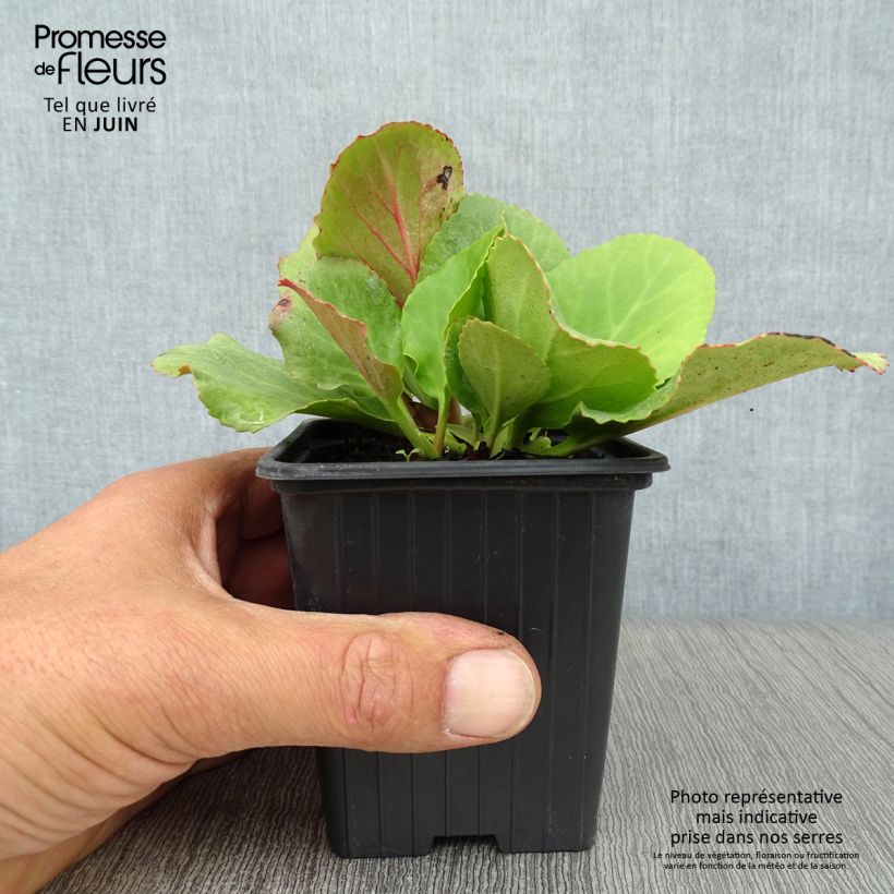 Esimerkki kesällä toimitetusta Herttavuorenkilpi - Bergenia cordifolia Taimiruukku 7/8 cm-taimesta