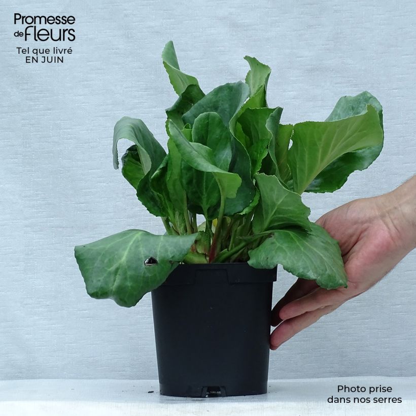 Esimerkki kesällä toimitetusta Herttavuorenkilpi - Bergenia cordifolia Ruukku 2L / 3L-taimesta