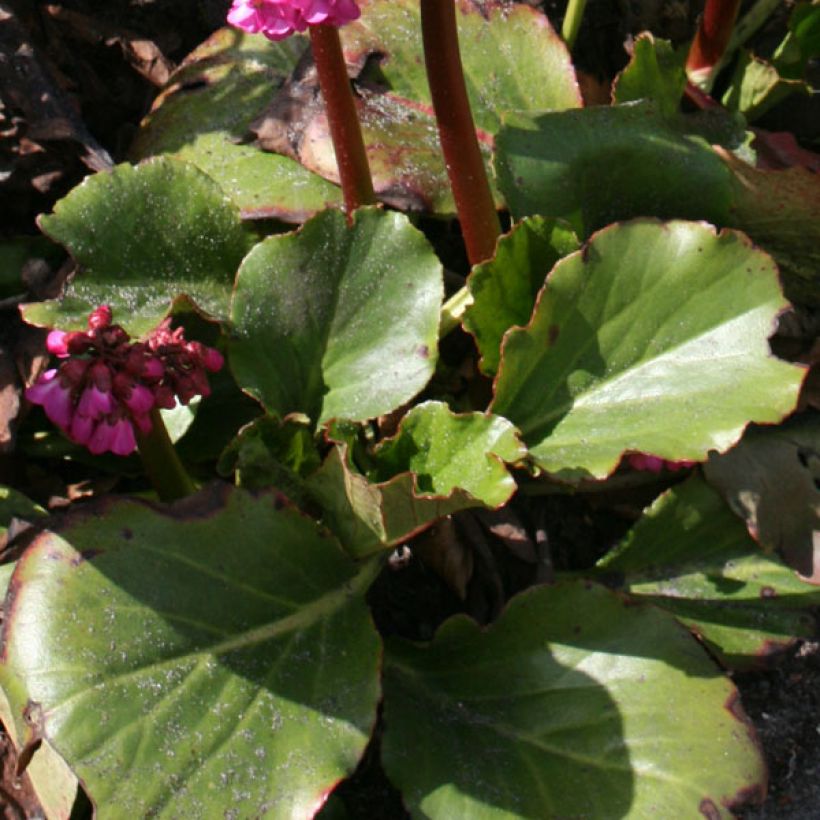 Vuorenkilpi Abendglut (Foliage)