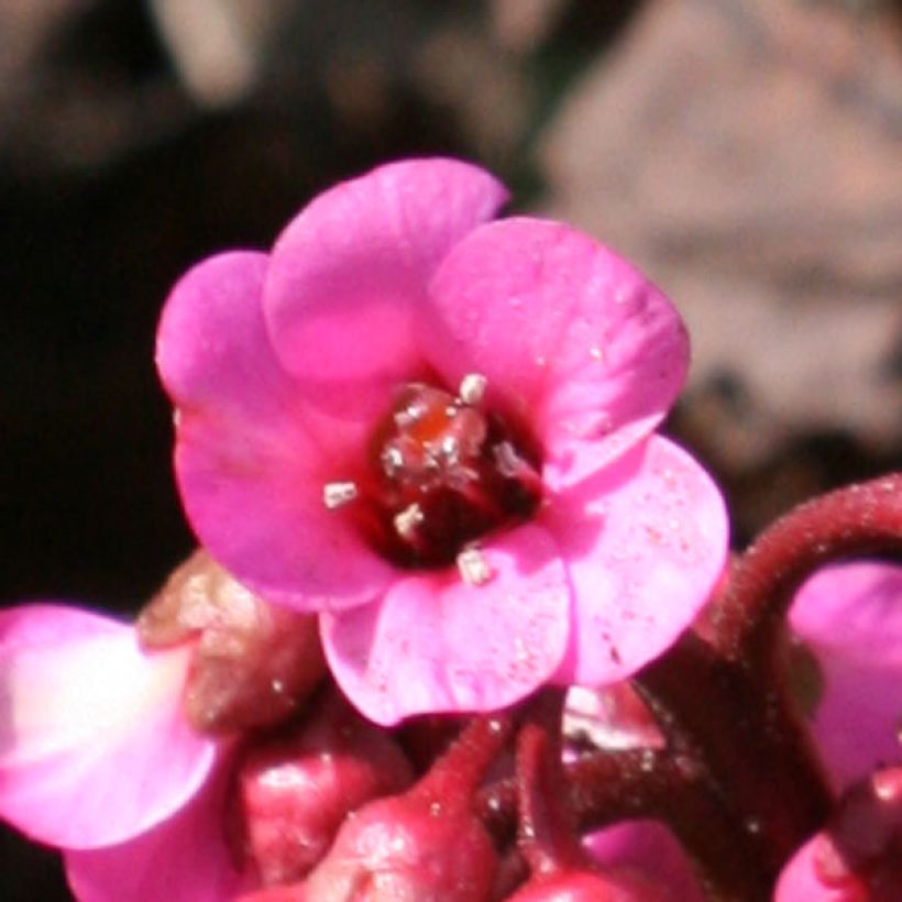 Vuorenkilpi Abendglut (Flowering)