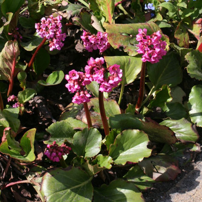 Vuorenkilpi Abendglut (Plant habit)
