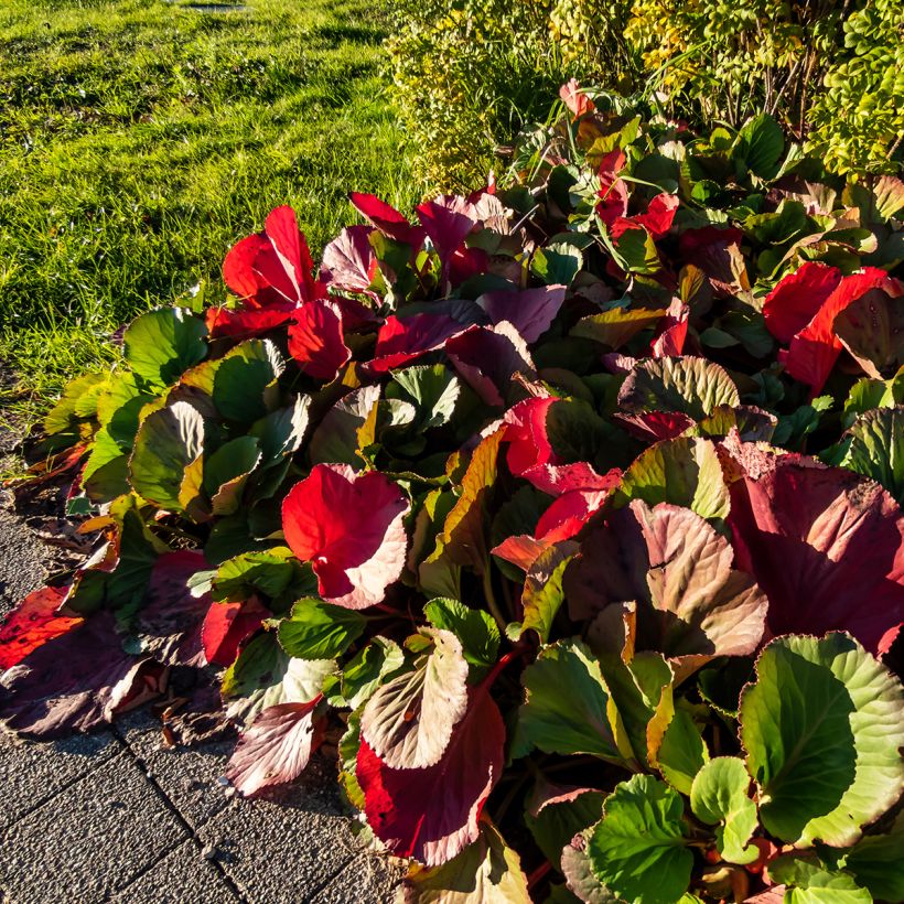Purppuravuorenkilpi - Bergenia purpurascens (Kasvutapa)