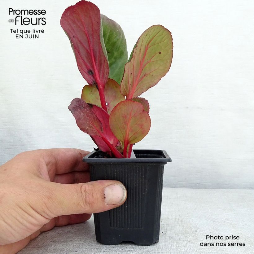 Esimerkki kesällä toimitetusta Purppuravuorenkilpi - Bergenia purpurascens Taimiruukku 8/9 cm-taimesta