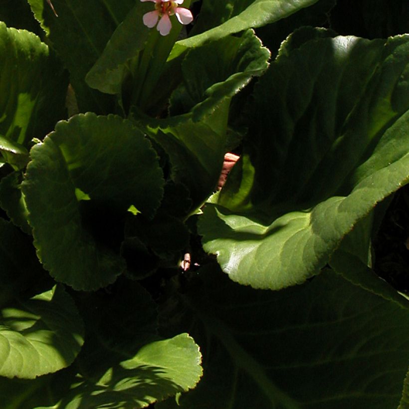 Vuorenkilve - Bergenia stracheyi (Lehvistö)