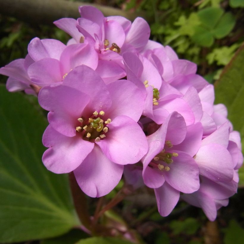 Vuorenkilve - Bergenia stracheyi (Kukinta)