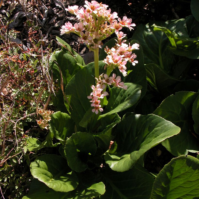 Vuorenkilve - Bergenia stracheyi (Kasvutapa)