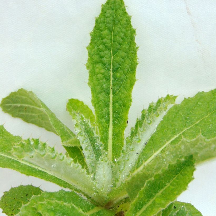 Berkheya purpurea (Lehvistö)