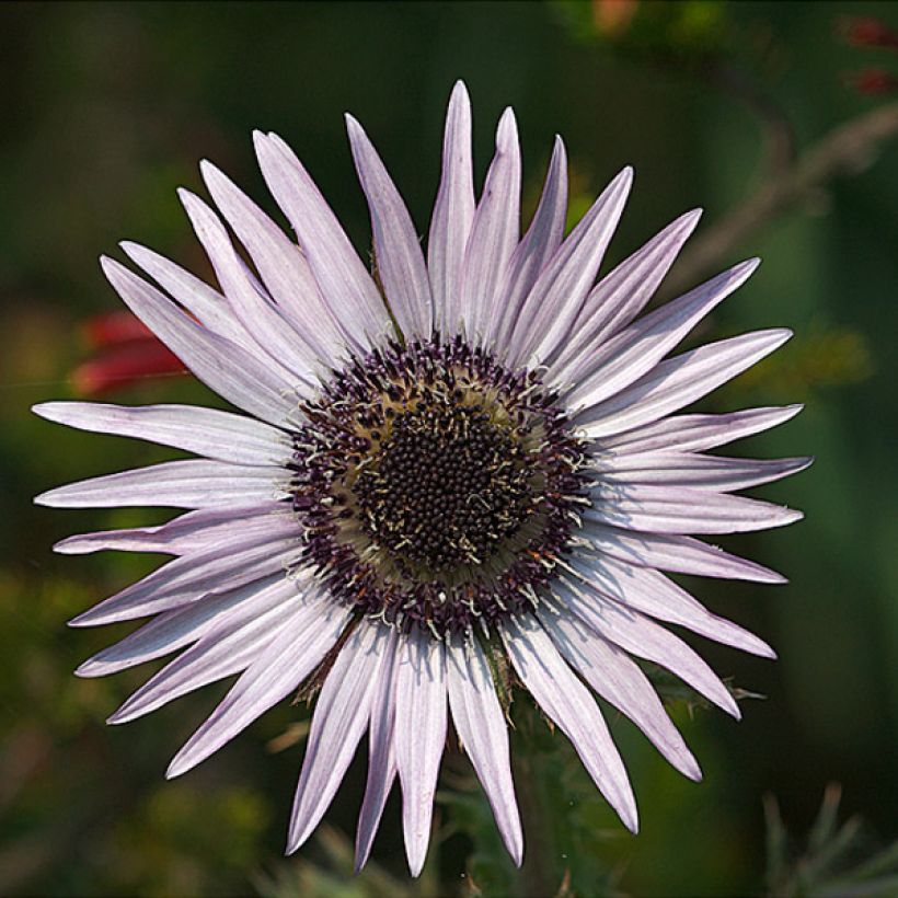 Berkheya purpurea (Kukinta)