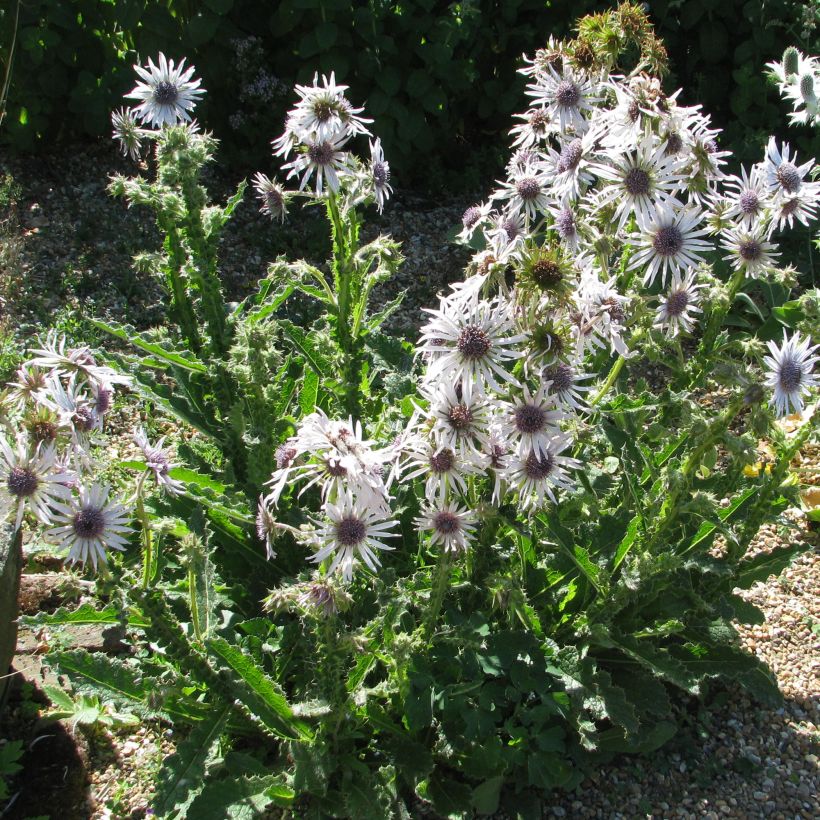 Berkheya purpurea (Kasvutapa)