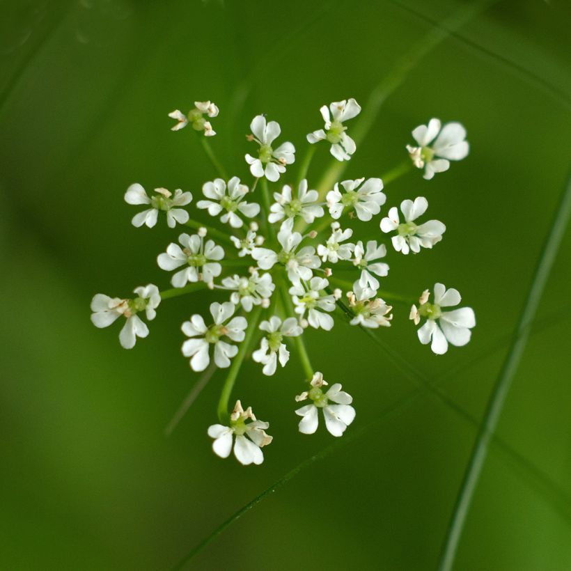 Hanhenputki - Berula erecta (Kukinta)