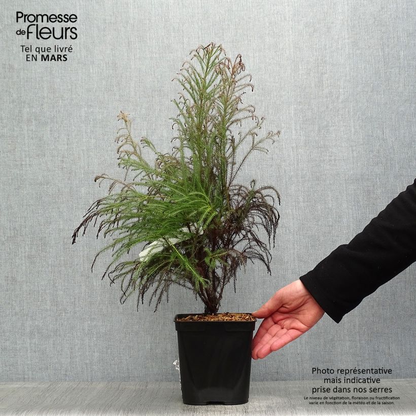 Esimerkki keväällä toimitetusta Berzelia intermedia Pot de 4L/5L-taimesta