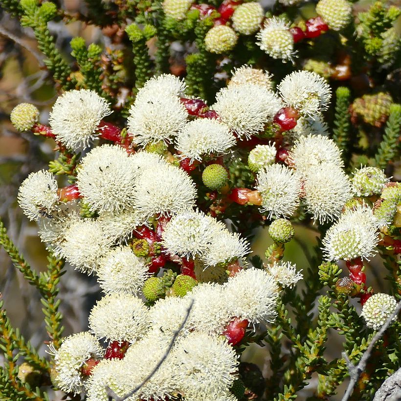 Berzelia lanuginosa (Kukinta)