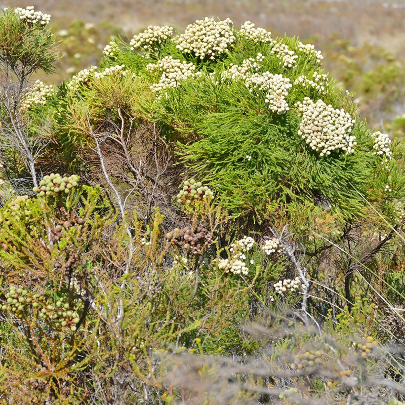 Berzelia lanuginosa (Kasvutapa)
