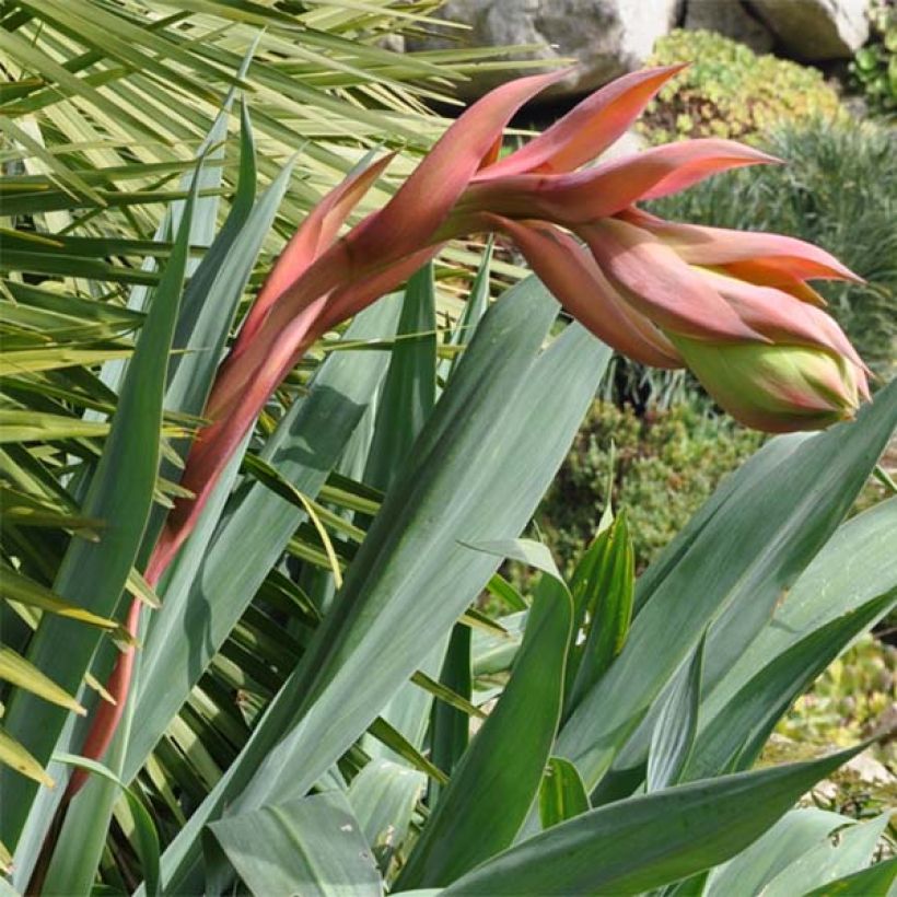 Beschorneria septentrionalis (Kukinta)
