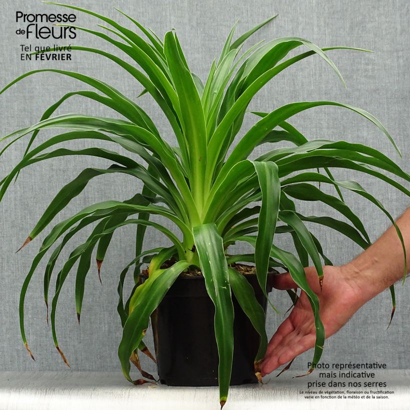 Esimerkki syksyllä toimitetusta Beschorneria septentrionalis 2 litran/3 litran ruukku-taimesta