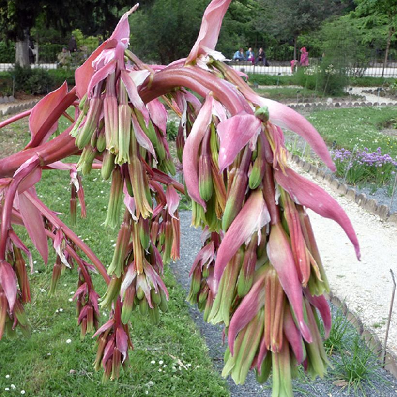 Beschorneria yuccoides (Kukinta)