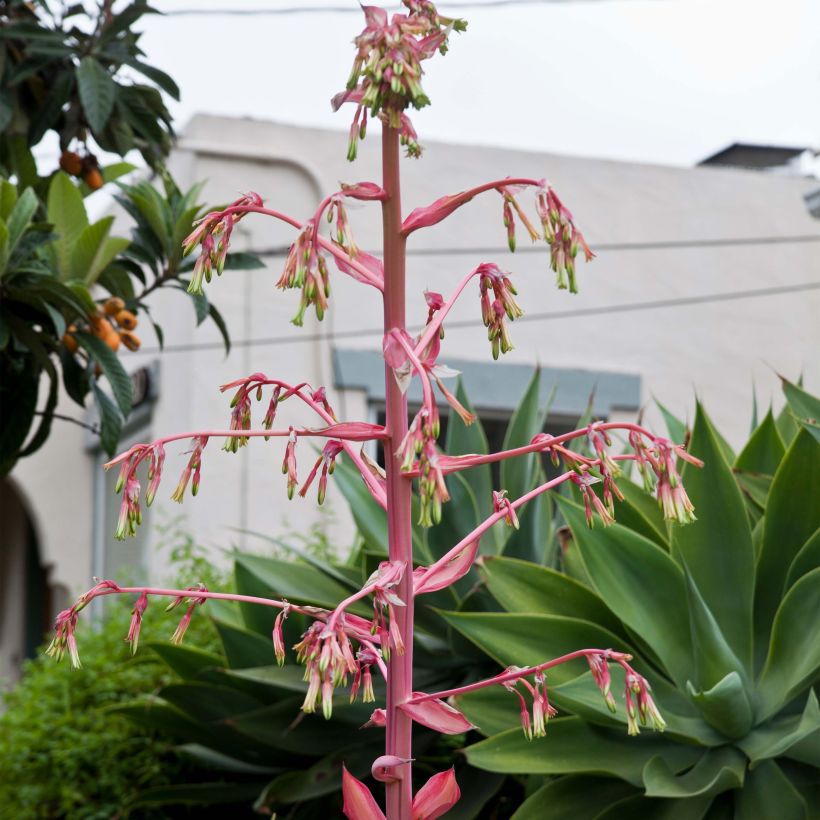 Beschorneria yuccoides Flamingo Glow (Kukinta)