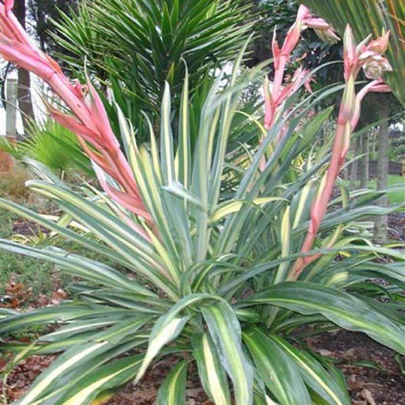 Beschorneria yuccoides Flamingo Glow (Kasvutapa)