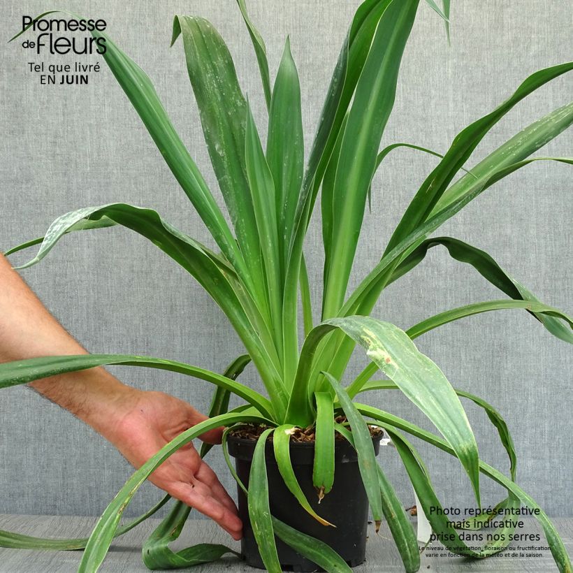 Esimerkki kesällä toimitetusta Beschorneria yuccoides Pot de 2L/3L-taimesta