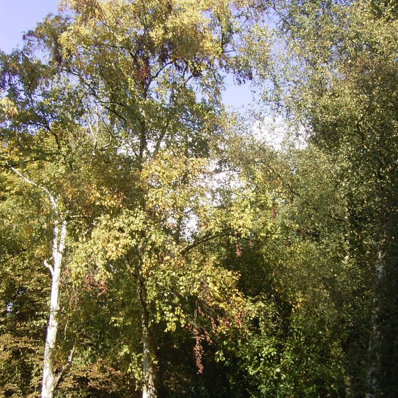 Kivikoivu Holland (Kasvutapa)