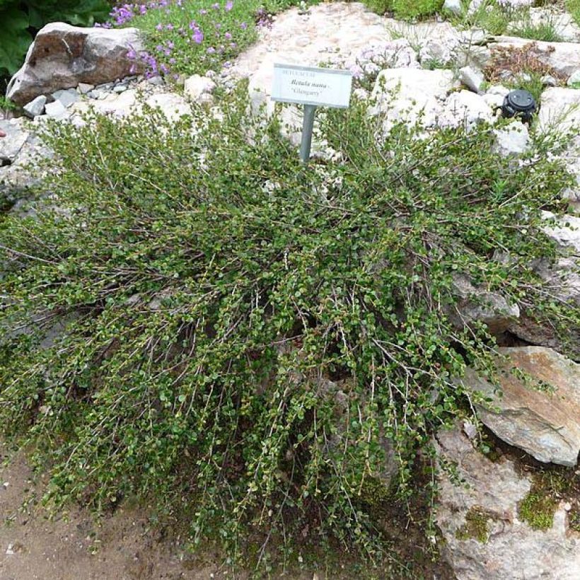 Vaivaiskoivu - Betula nana (Kasvutapa)