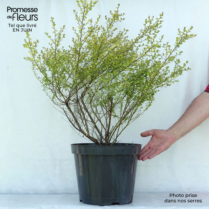 Esimerkki kesällä toimitetusta Vaivaiskoivu Golden Treasure Pot de 7,5L/10L-taimesta