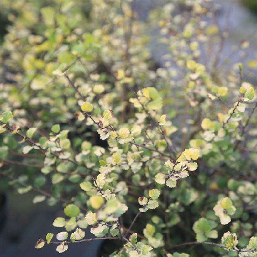 Vaivaiskoivu Golden Treasure (Lehvistö)