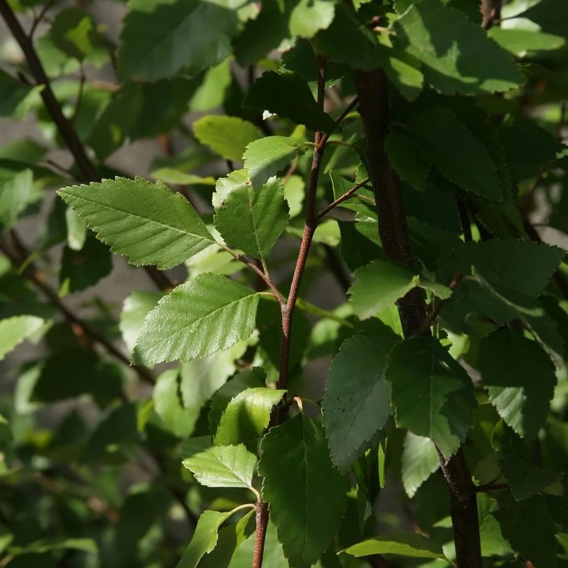 Mustakoivu - Betula nigra (Lehvistö)