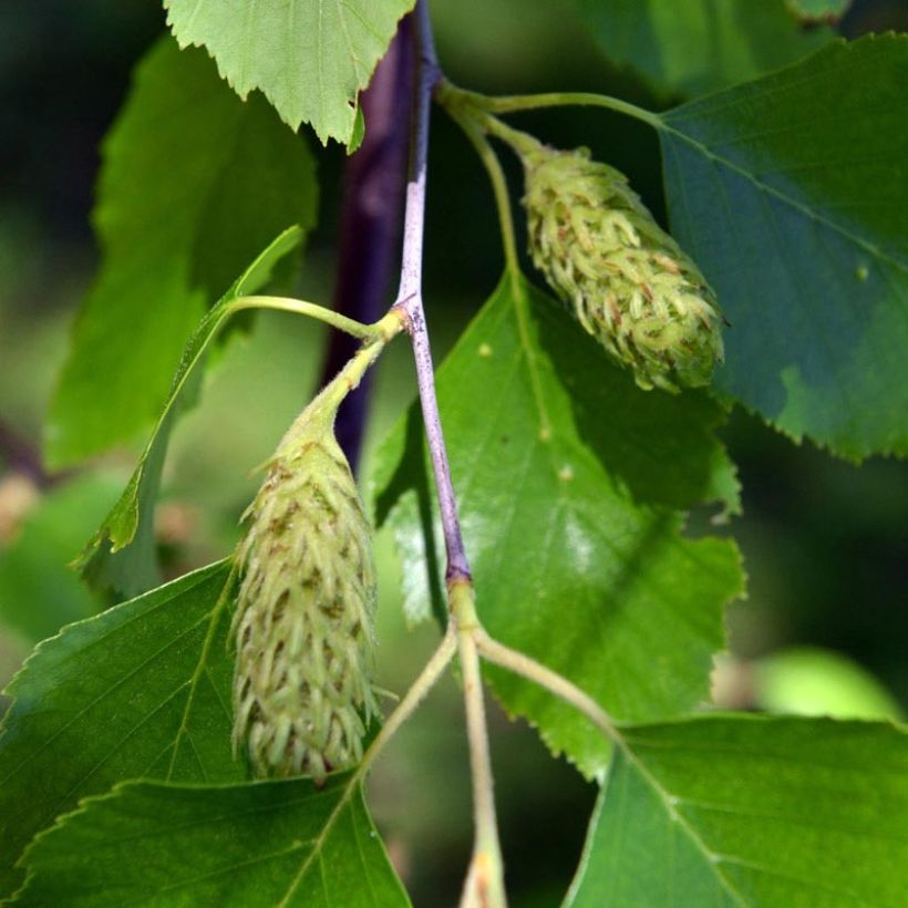Mustakoivu - Betula nigra (Kukinta)