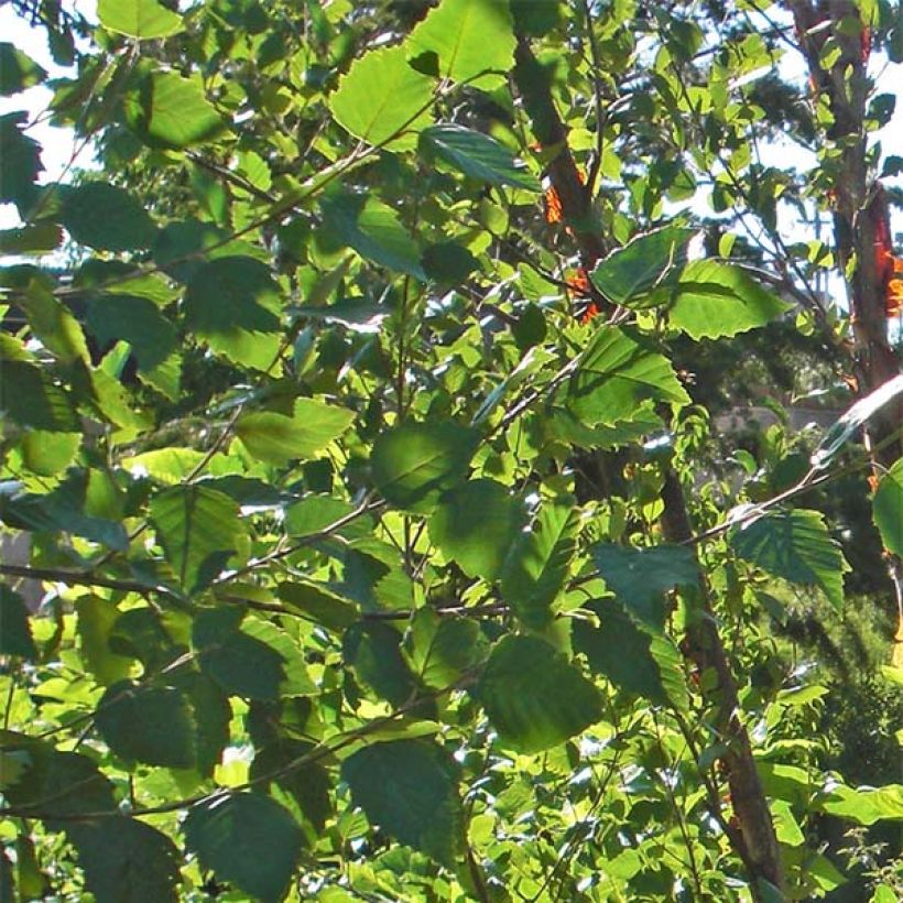 Mustakoivu Heritage (Lehvistö)