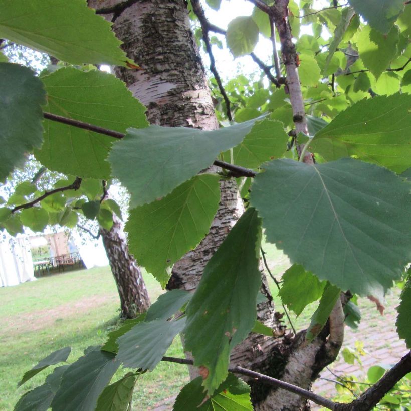 Paperikoivu - Betula papyrifera (Lehvistö)
