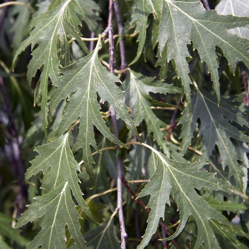 Rauduskoivu Crispa (Lehvistö)