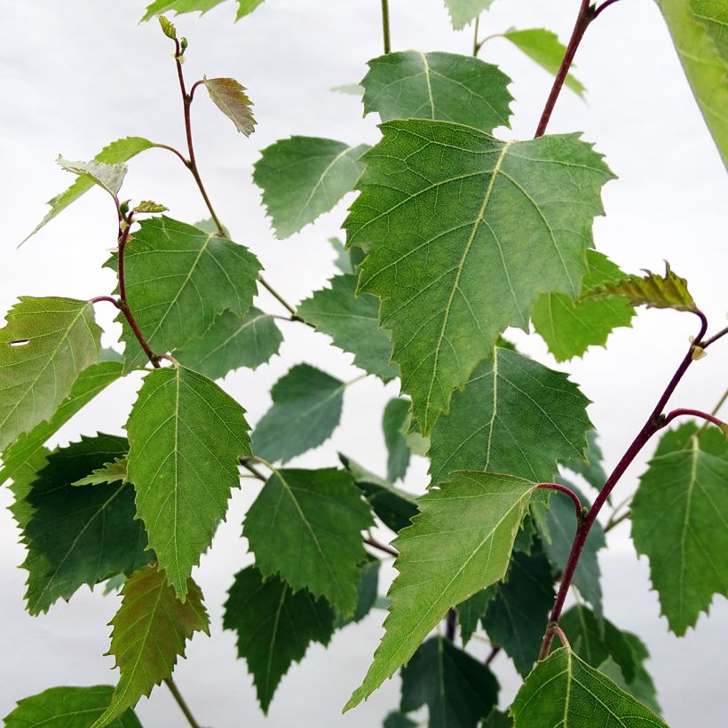 Rauduskoivu Fastigiata (Lehvistö)