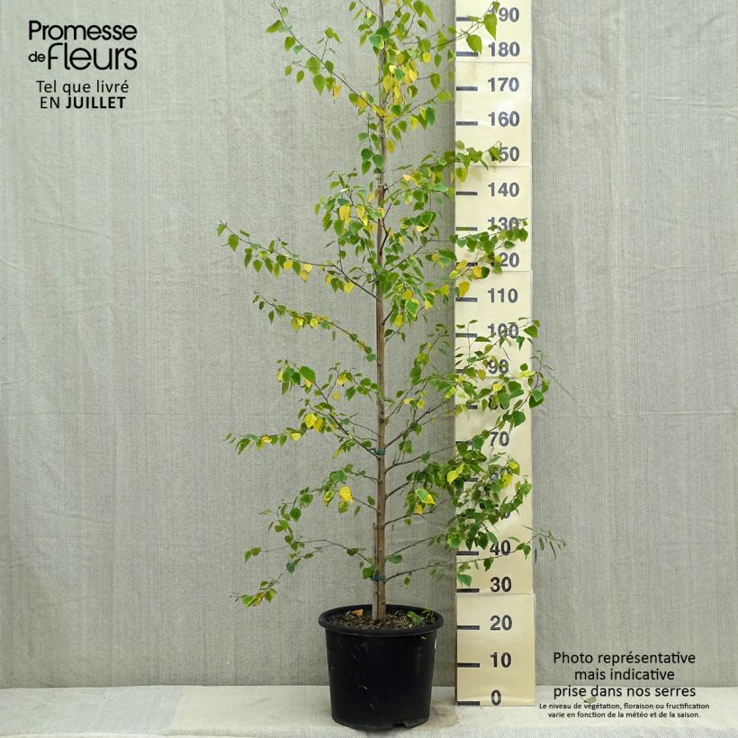 Esimerkki kesällä toimitetusta Rauduskoivu Golden Cloud Pot de 12L/15L, Baliveau-taimesta